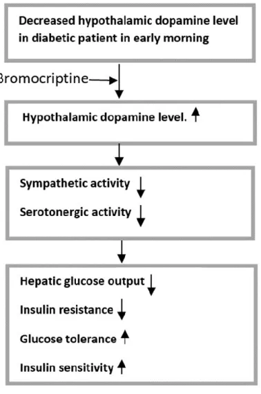 Figure 6: Potential Mechanism of action of Bromocriptine for diabetes. Adapted from  (DeFronzo, 2011) 