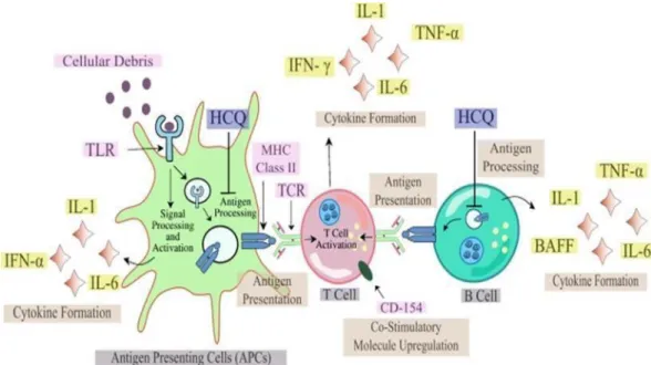 Figure 2: The role of HCQ in antigen processing inhibition and antigen-presenting cell TLR  receptor binding in cytokine storm prevention (APCs) (Satarker et al., 2020)  