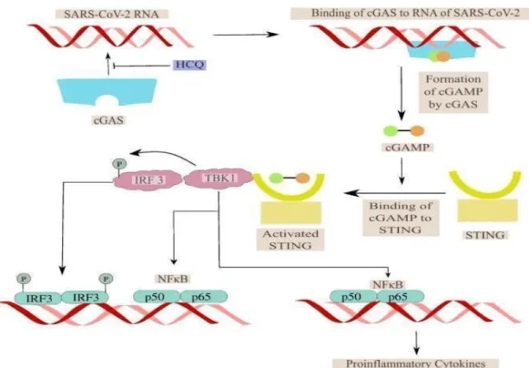 Figure 3 The significance of HCQ in avoiding cytokine storm by suppressing cGAS-mediated  proinflammatory cytokine generation (Satarker et al., 2020)