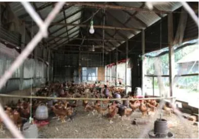 Figure 03: Poultry rearing in litter system 