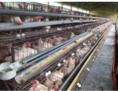 Figure 02: Poultry rearing in cage system  