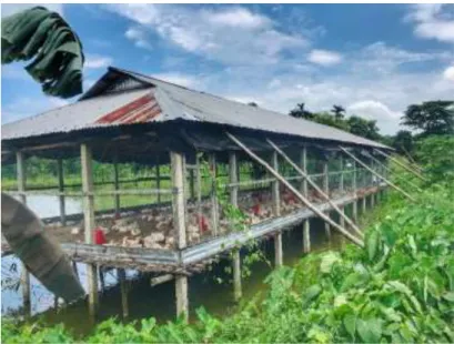 Figure 04: Poultry rearing in bamboo slat system 