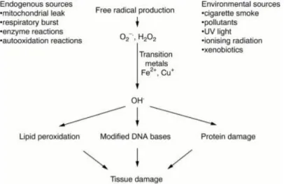 Figure 1: Tissue damage by free radicals 