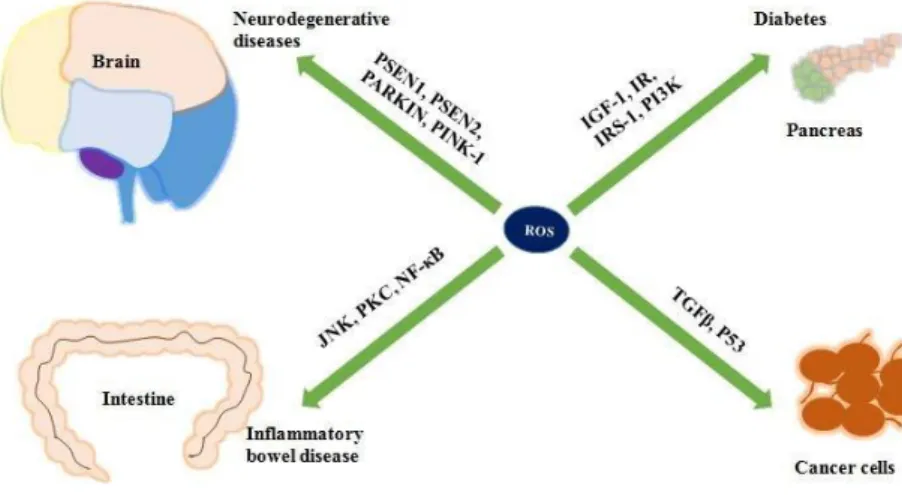 Figure 2: Organs affected by oxidative damage 