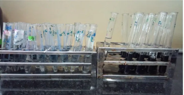 Figure 10: Total Phenolic Content (TPC) test 