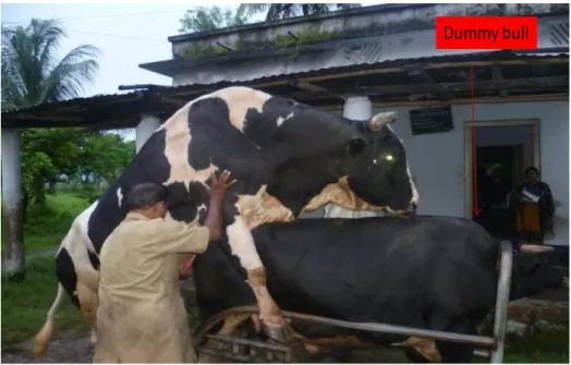 Fig. 3.5. Bull jump on dummy bull and AV used for semen collection 