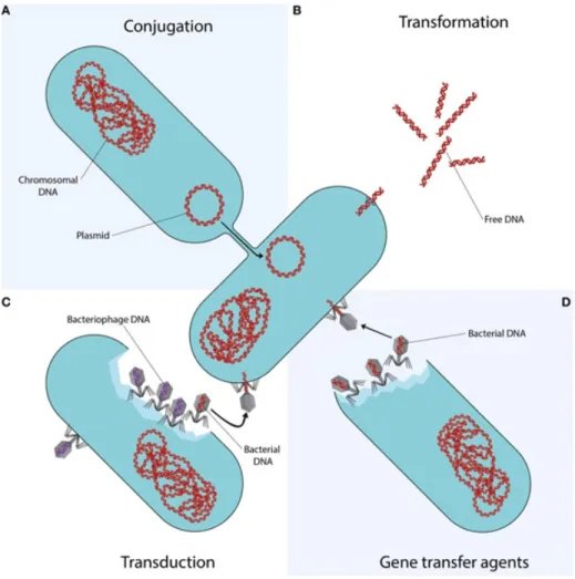 Figure 1: Horizontal gene transfer mechanisms. The technique of gene transfer represented by each quadrant is distinct
