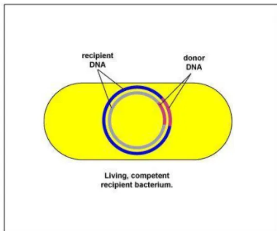 Figure 4: Flowchart of the overall transformation process. In the very first stage donor bacteria must lysed and released the genetic material in the environment