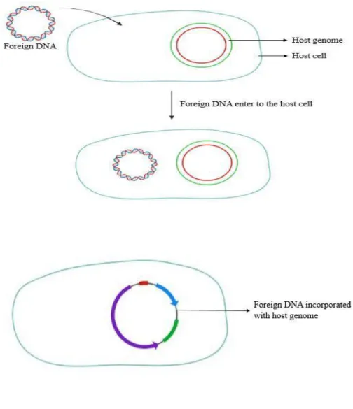 Figure 5: The in-vitro transformation process. Pictures are made by biorender.