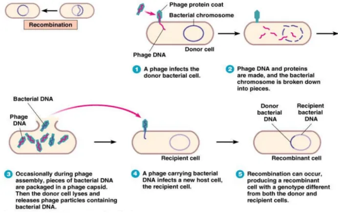 Figure 6: Generalized Transduction mechanism (Karki, 2018).