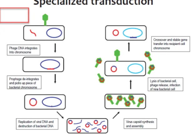 Figure 7: Specialized transduction mechanism (Karki, 2018).