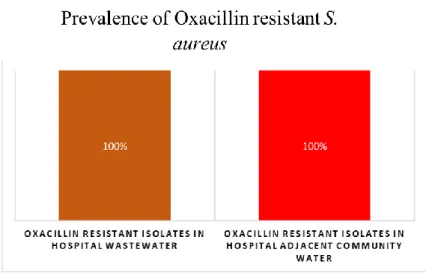 Figure 12:  Prevalence of Oxacillin  resistant S.aureus 