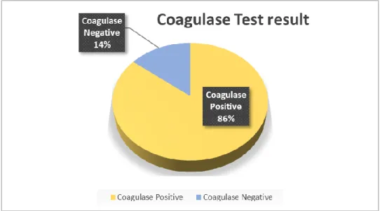 Figure 13:   Representations of coagulase test result 