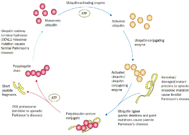 Figure 2 depicts the pathway of identifying and labelling the abnormal, damaged or mutated  proteins (blue arrows) through the attachment of ubiquitin molecules
