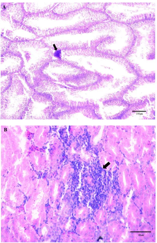 Fig 1: Hematoxylin and Eosin staining of Testes (A; male of 180 days) and kidney (B; 