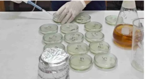 Figure 04: Inoculation of Sample in agar plate 3.3.6. Counting of bacterial load