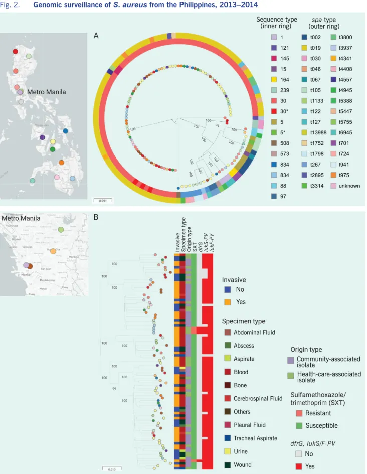 Fig. 2.  Genomic surveillance of  S. aureus  from the Philippines, 2013–2014