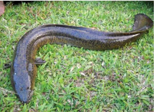 Figure 2. Giant Mottled Eel Anguilla marmorata from Bago River (weight = 14 Kg).