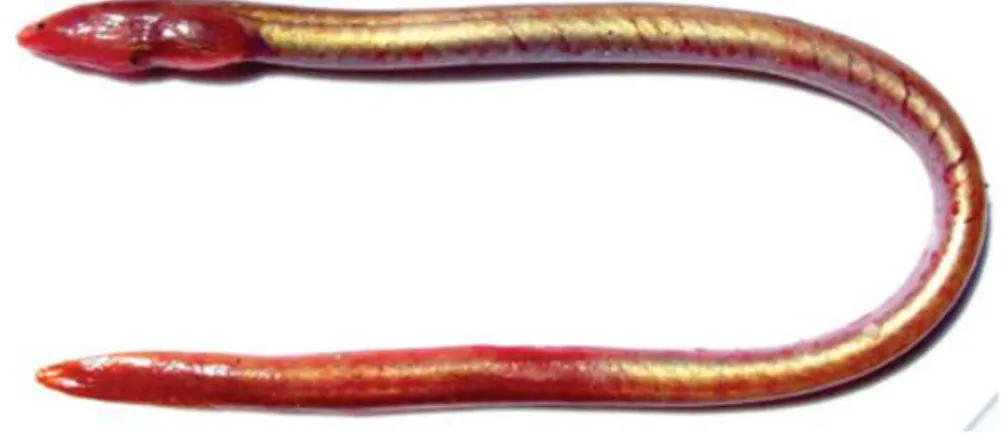 Figure 3. The worm eel Moringua raitaborua from Bago River estuary. 