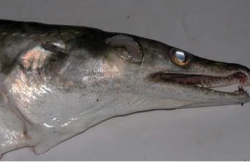 Figure 4. Head region of the Pike-conger eel Muraenesox cinereus. 
