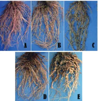 Figure 1. Root gall index (Hussey and Jansen 2001) 