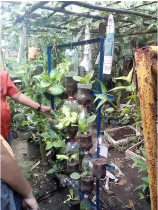 Fig.  2  Urban  farming  using  plastic  container  bottles  in  Caloocan  (Photo  by  Mark  Angelo  Cagampan)