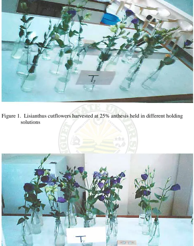 Figure 2.  Lisianthus cutflowers harvested at 50% anthesis held in different holding                 solutions 