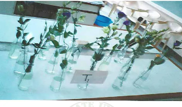 Figure 1.  Lisianthus cutflowers harvested at 25% anthesis held in different holding                 solutions 