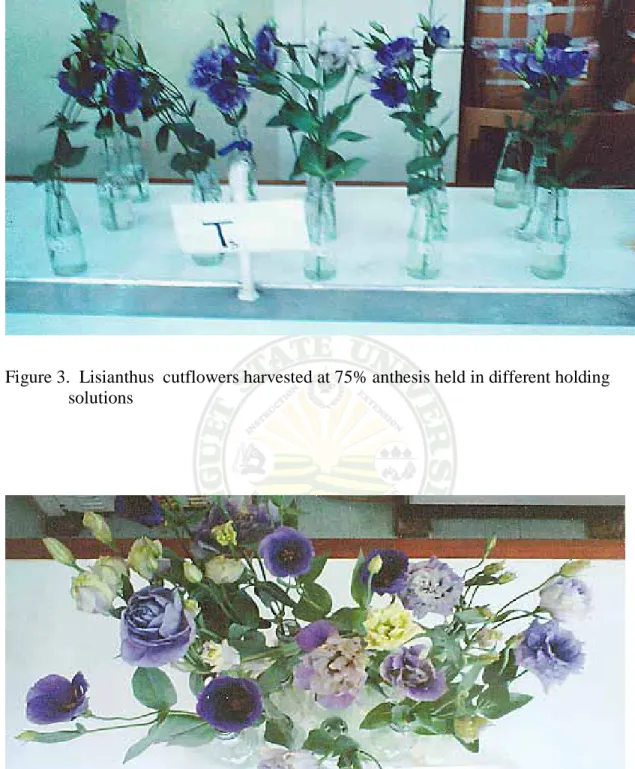 Figure 4a.  Top view of lisianthus cutflowers at 3 rd   day of observation. 
