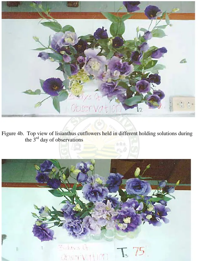 Figure 4c.  Top view of lisianthus cutflowers held in different solutions during the       3 rd  day of observation 