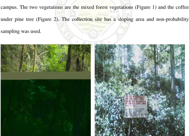 Figure 1. Mixed forest vegetation               Figure 2. Coffee under pine tree 