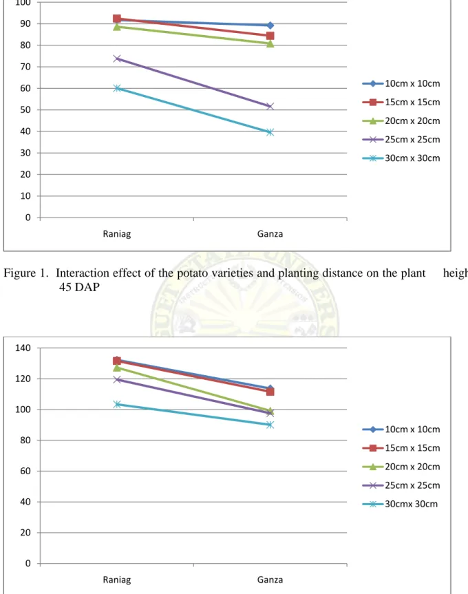 Figure 2.  Interaction effect of the potato varieties and planting distance on the plant height at 90  DAP  
