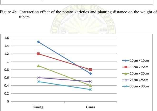 Figure 4c.  Interaction effect of the potato varieties and planting distance on the weight of marble  tubers  