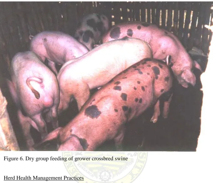 Figure 6. Dry group feeding of grower crossbred swine 