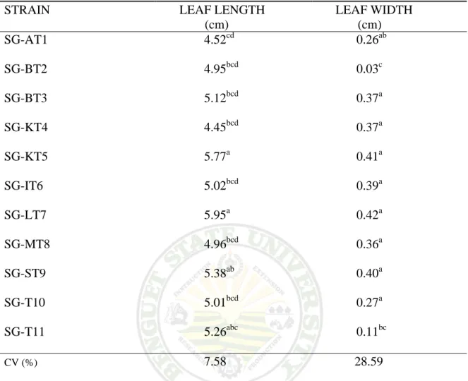 Table 2. Leaf length and width of the eleven strains of stargrass  STRAIN       LEAF LENGTH               