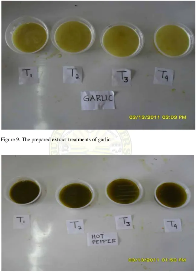 Figure 9. The prepared extract treatments of garlic  