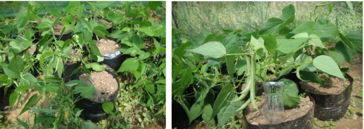 Figure 2. Leaves of the bush snap beans starting to fold as affected with little volume of       water 