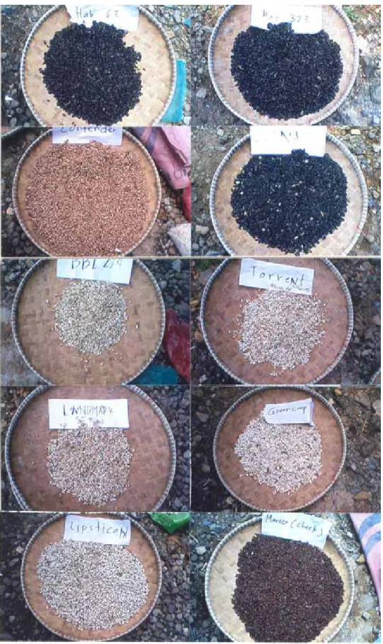 Figure 2. Marketable seeds harvested from the ten bush snapbean varieties   