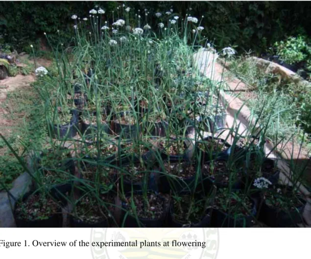 Figure 1. Overview of the experimental plants at flowering 