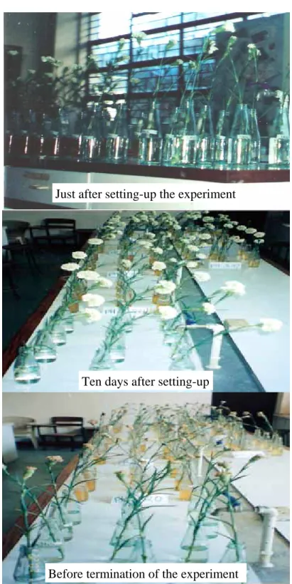 Figure 1.  Overview of the experiment 