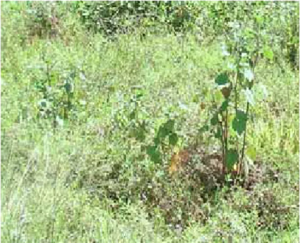 Figure 1. The study area before planting            Figure 2. The study area after planting  