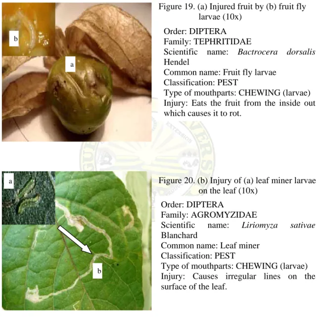 Figure 19. (a) Injured fruit by (b) fruit fly                    larvae (10x) 