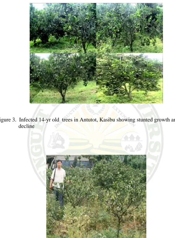 Figure 3.  Infected 14-yr old  trees in Antutot, Kasibu showing stunted growth and       decline 