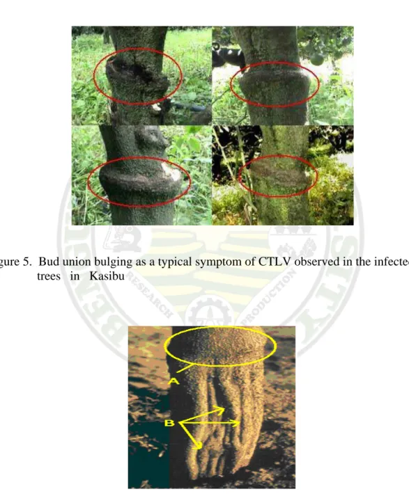 Figure 5.  Bud union bulging as a typical symptom of CTLV observed in the infected       trees   in   Kasibu 
