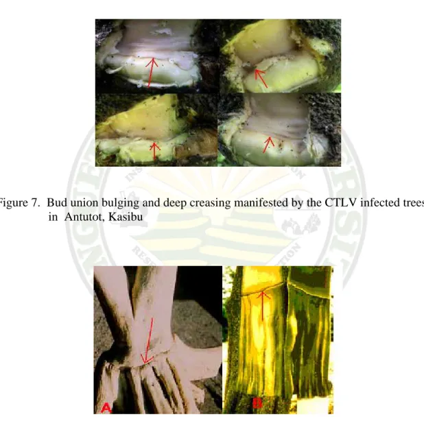 Figure 7.  Bud union bulging and deep creasing manifested by the CTLV infected trees                   in  Antutot, Kasibu 