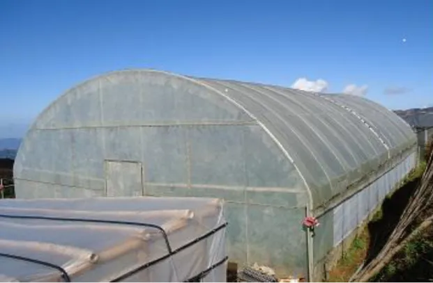 Figure 1. Overview of the tunnel type greenhouse at Atok, Benguet 