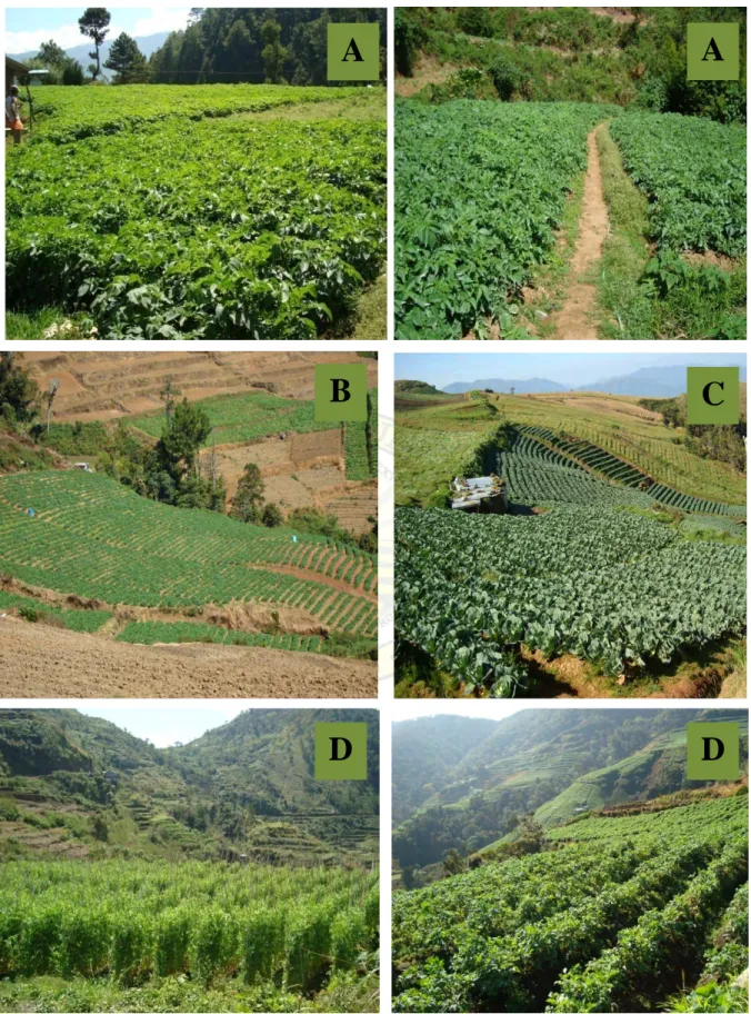 Figure 1. Sampling sites in Bauko, Mt. Province: (A) Buga, Mt. Data, (B) Sintu proper, (C)  Sintu, (D) Monamon 