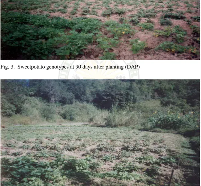 Fig. 4.  Sweetpotato genotypes at 120 days after planting (DAP) 