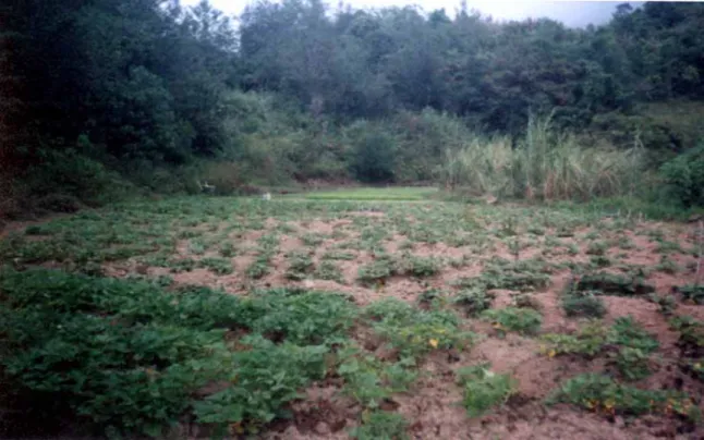 Fig. 3.  Sweetpotato genotypes at 90 days after planting (DAP) 