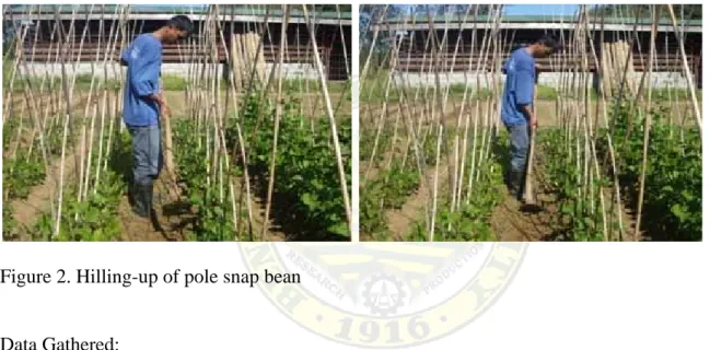 Figure 2. Hilling-up of pole snap bean  Data Gathered: 